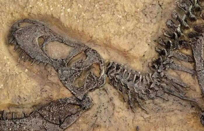 ليس كما تخيّلناه… تيرانوصور ريكس احتاج عقوداً ليصبح سيد المفترسات