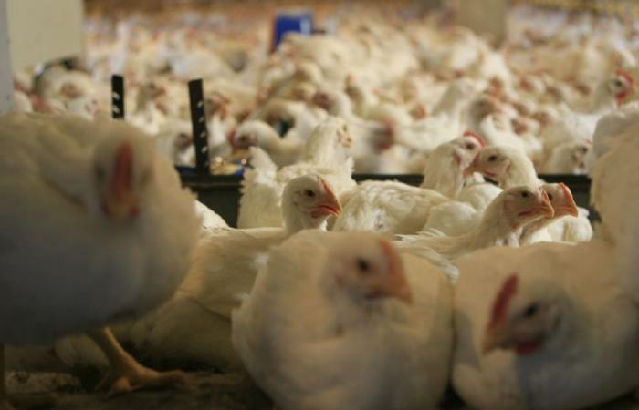أعلاف ملوثة بالسموم تهدد قطاع الدواجن في لبنان!