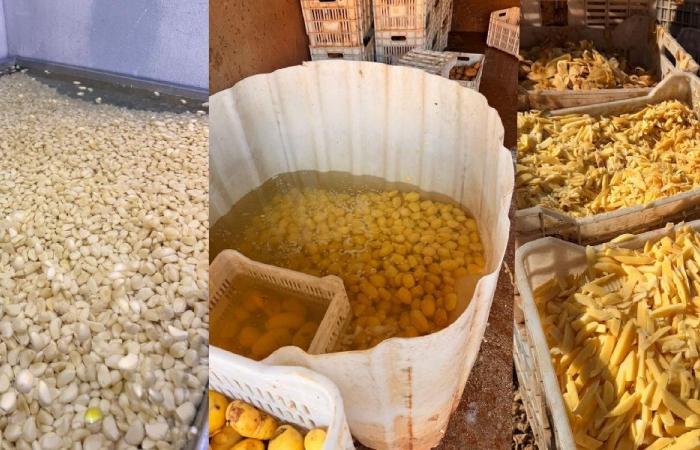 أطنان من الثوم والبطاطا الفاسدة