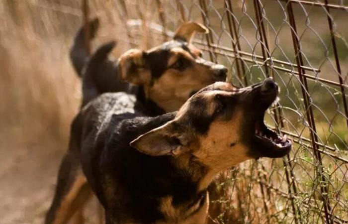 في محافظة مصرية.. كلب مسعور يمزق أجساد 13 شخصاً