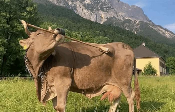 بالصور.. بقرة تستخدم الأدوات تُفاجئ العلماء