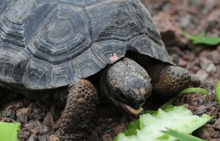عودة بعد 180 عاما.. سلاحف فلوريانا العملاقة تتجول مجددا في غالاباغوس