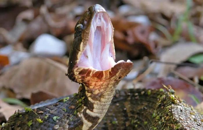 شهرُ العسل ينتهي بكارثة.. "أفعى" تلسع عروساً وتحول فرحتها إلى مأساة