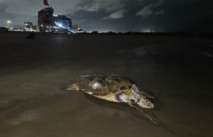 تعرّض 630 كم من سواحل خليج المكسيك لتلوث نفطي