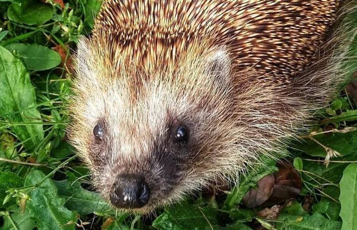 لحماية القنافذ...هذا ما تقوم به ألمانيا!