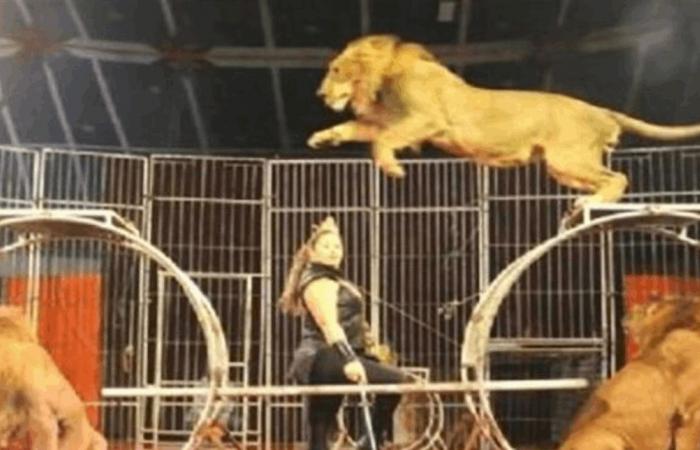جلسة تصوير تنتهي بكارثة.. أسد يهاجم طفلة داخل السيرك