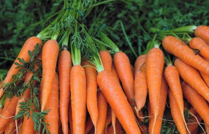 الجزر… سر تقوية النظر وتعزيز المناعة