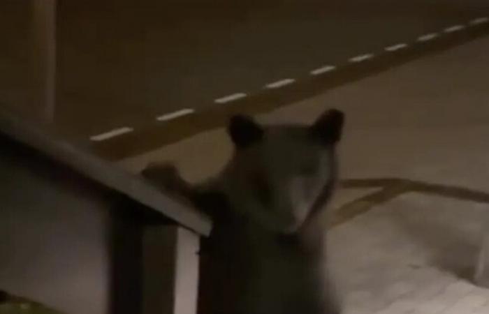 دبّ يقتحم فندقا فاخرا في روسيا!