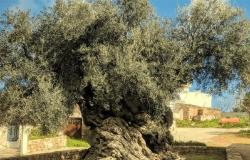 في كريت اليونانية… أقدم شجرة زيتون حية في العالم ما زالت تُثمر (فيديو)