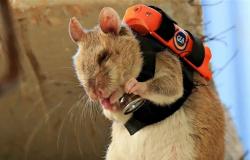 أصغر منقذ في العالم.. تركيا تطلق "جيش الفئران" للبحث عن الناجين تحت الأنقاض