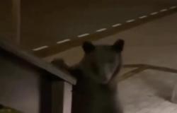 دبّ يقتحم فندقا فاخرا في روسيا!